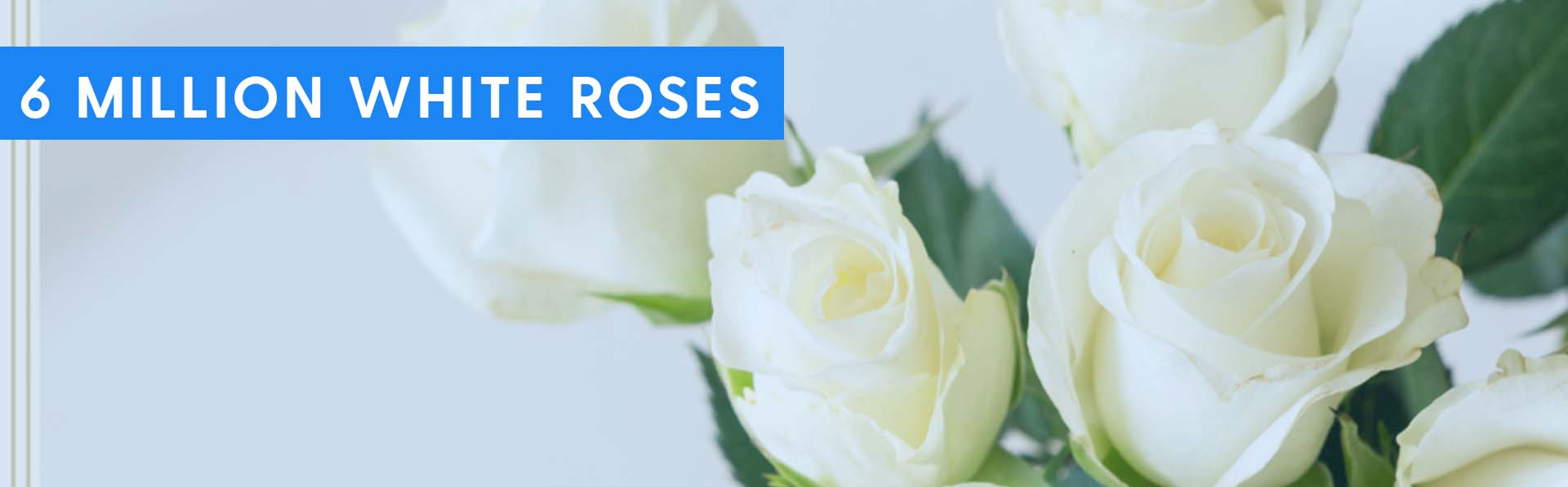 From Dark to Light – Six Million White Roses