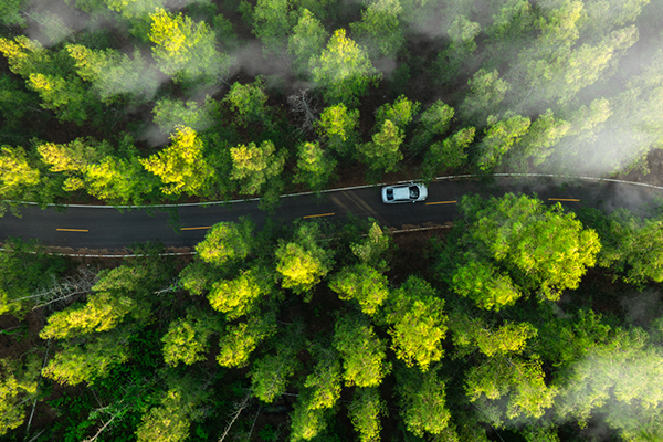Green Forest Environment