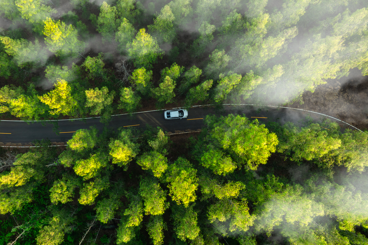 Green Forest Environment